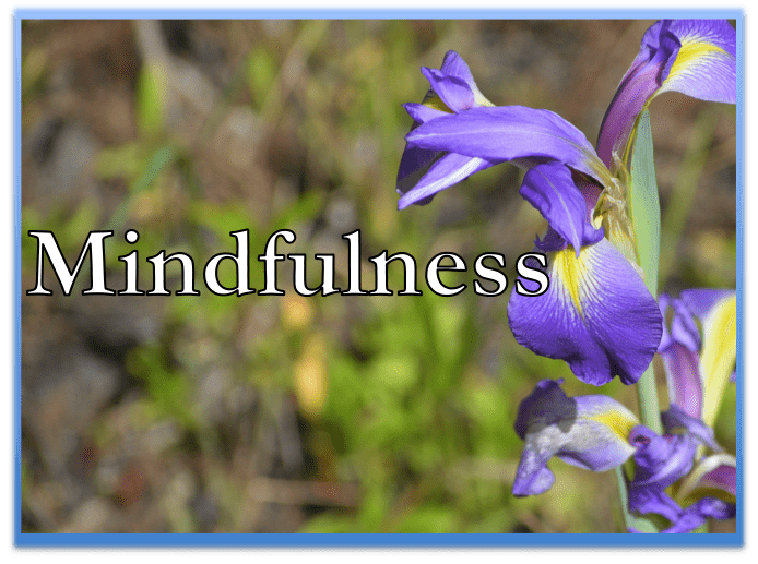 Purple flowers with the word 'Mindfulness' overlaid.