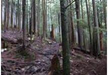 Dense forest with tall, slender trees.