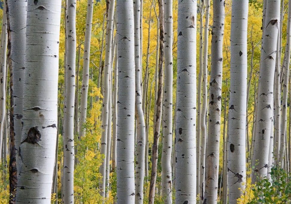 Aspen trees with yellow autumn leaves.